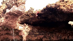 Grapsus adscensionis