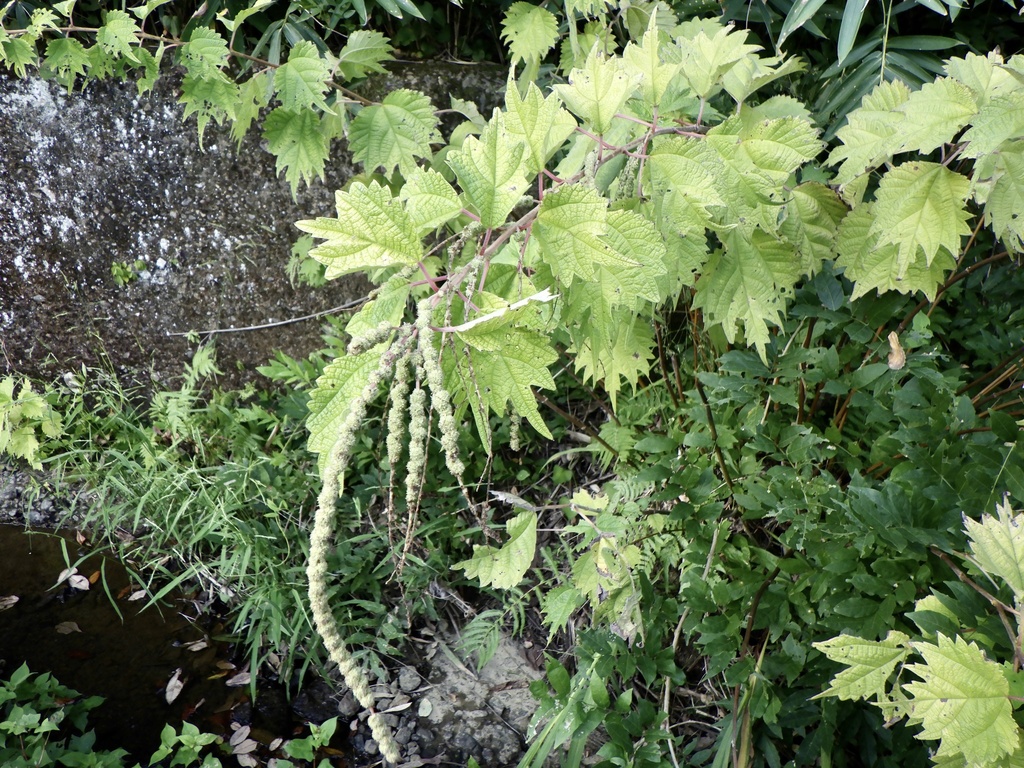 Boehmeria platanifolia