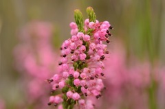 Erica gracilipes