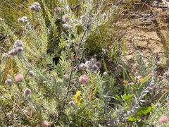 Leucospermum calligerum