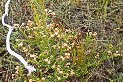 Erica spectabilis