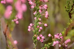 Erica gracilipes