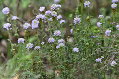 Phyllopodium cuneifolium