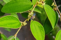 Chalybion bengalense