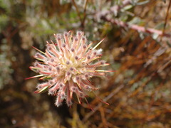 Leucospermum calligerum