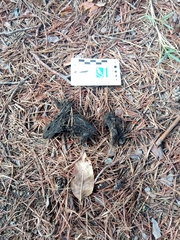 Canis lupus italicus