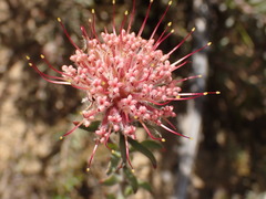 Leucospermum calligerum