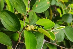 Chalybion bengalense