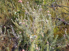 Leucospermum calligerum