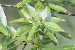 Salix