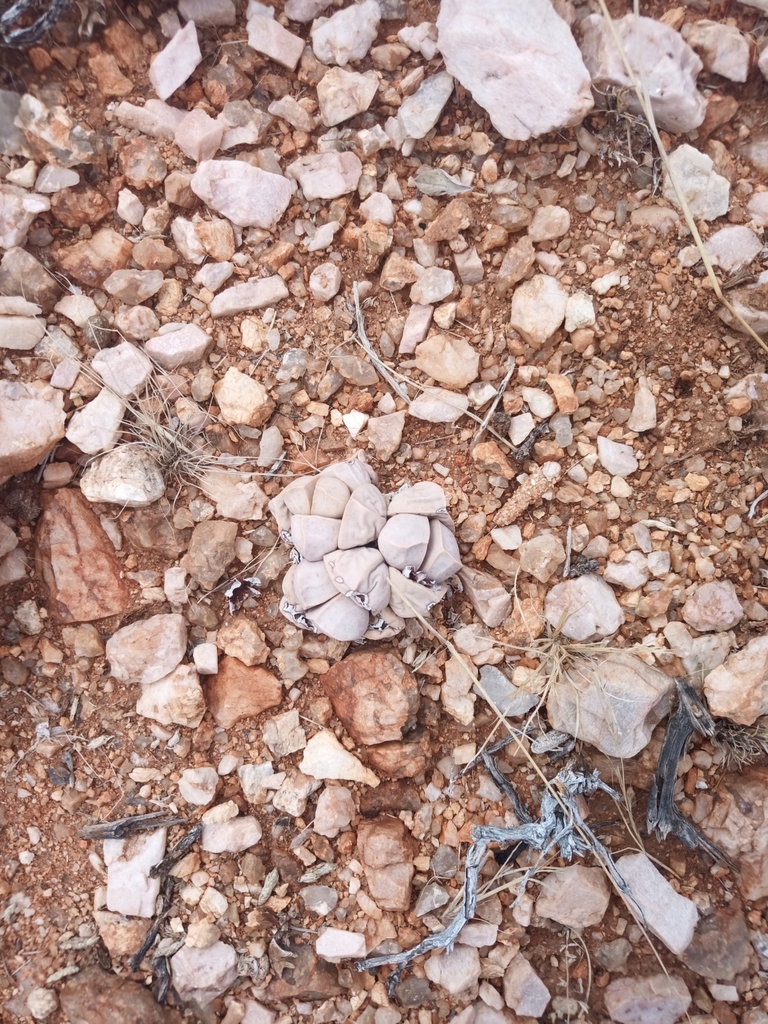 Lapidaria margaretae