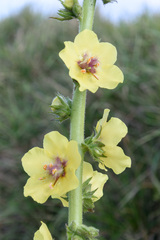 Verbascum virgatum