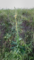 Verbascum virgatum