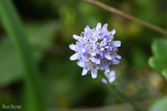 Phyllopodium cuneifolium