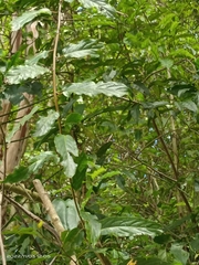 Stachyurus himalaicus