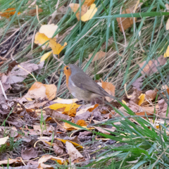 Erithacus rubecula