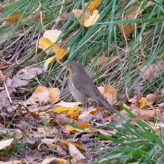 Erithacus rubecula