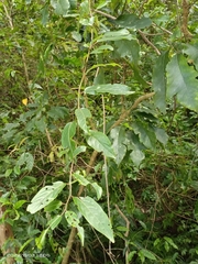 Stachyurus himalaicus
