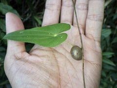 Dioscorea japonica