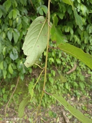 Stachyurus himalaicus