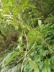 Stachyurus himalaicus