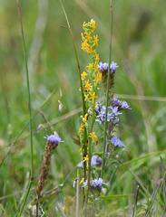 Phyllopodium cuneifolium