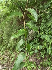 Stachyurus himalaicus