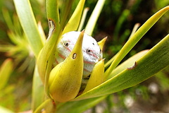 Leucadendron meridianum