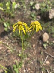Senecio coronatus