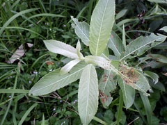 Salix gracilistyla