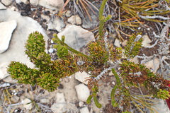 Aspalathus alopecurus