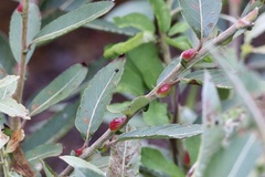 Salix gracilistyla