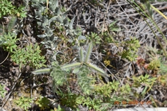 Xiphotheca lanceolata