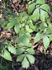 Agrimonia striata