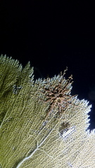 Astrophyton muricatum