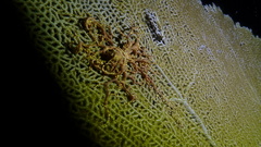 Astrophyton muricatum