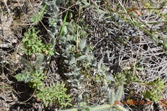 Xiphotheca lanceolata