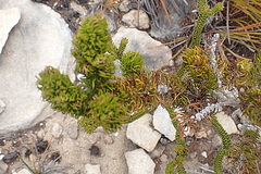 Aspalathus alopecurus