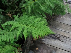 Athyrium asplenioides