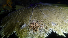 Astrophyton muricatum