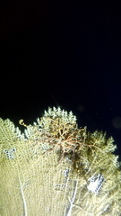 Astrophyton muricatum