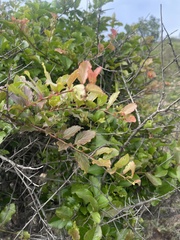 Flacourtia indica