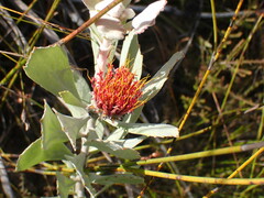 Leucospermum mundii
