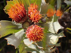 Leucospermum mundii