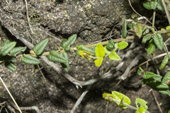 Bossiaea cinerea