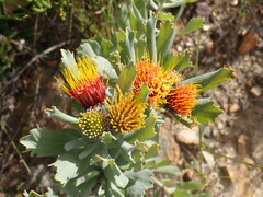 Leucospermum mundii