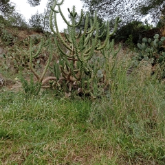 Didierea madagascariensis