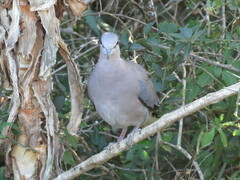 Streptopelia capicola