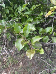 Flacourtia indica