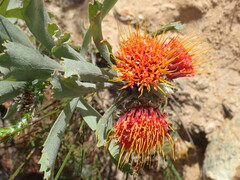 Leucospermum mundii